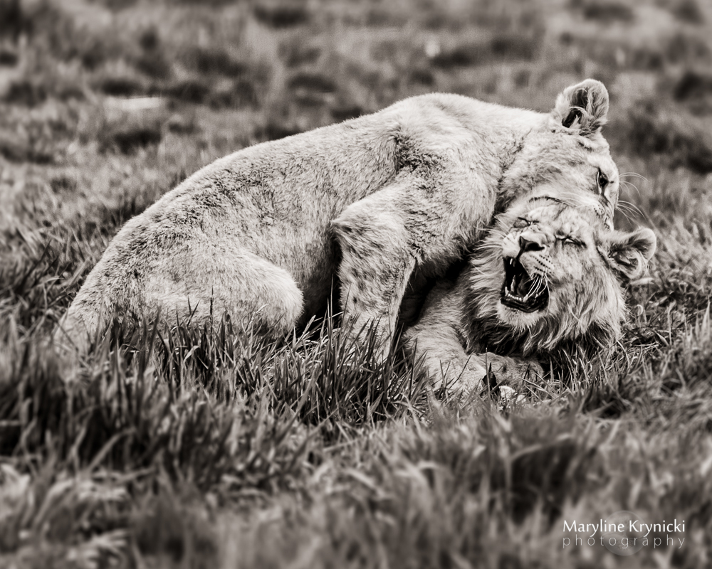 projet12_nick_brandt_web-003